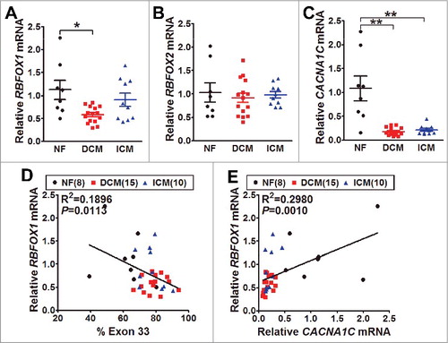 Figure 3. The mRNA expression of Rbfox1/2 and CaV1.2 α1C in human hearts. (A) The mRNA levels of Rbfox1 were measured by real-time RT-PCR from the samples of human normal (NF, black, n = 8), dilated cardiomyopathy (DCM, red, n = 15) and ischemic cardiomyopathy (ICM, blue, n = 10) hearts. The relative expression was normalized by internal expression of human GAPDH and RPLPO mRNA (P = 0.0103, one-way ANOVA; *P<0.05 vs. WT, Bonferroni post hoc test). (B) The mRNA levels of Rbfox2 were also measured by real-time RT-PCR from NF (n = 8), DCM (n = 15) and ICM (n = 10) hearts. (C) CaV1.2 α1C mRNA expression was measured by real-time RT-PCR from NF (n = 8), DCM (n = 15) and ICM (n = 10) hearts (**P<0.01, one-way ANOVA; **P<0.01 vs. WT, Bonferroni post hoc test). The correlations between alternative exon 33 expression and Rbfox1 (D) or CaV1.2 α1C (E) mRNA level in human hearts were analyzed by linear regression, R2 refers to the coefficient of determination.