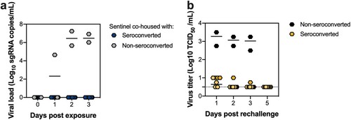 Figure 4. Hamsters rechallenged with VOC B.1.351 do not transmit SARS-CoV-2 to naïve sentinels. VOC B.1.351 rechallenged animals were co-housed with a naïve sentinel (1:1 ratio) in a new cage for 24 h at 2 DPR. (a) Viral load of individual exposed sentinel animals measured by sgRNA in oropharyngeal swabs days post exposure (DPE). (b) Infectious virus titre of individual animals in oropharyngeal swabs from rechallenged animals. Dotted line = limit of detection.