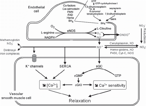 Figure 1. NO biosynthesis and vascular smooth muscle targets. In endothelial cells, the L-arginine–endothelial nitric oxide synthase (eNOS) system and the synthesis via the de-novo synthesis and salvage pathways of tetrahydrobiopterin (BH4), an essential co-factor of eNOS, are shown. ([Ca2+]i = intracellular calcium concentration; Ca2+-sensitivity = sensitivity to calcium of contractile proteins; cGMP = cyclic guanosine monophosphate; cGKI = cGMP-dependent protein kinase I; Cyt-C = cytochrome C; DHFR = dihydrofolate reductase; FAD = flavin adenine dinucleotide; FMN = flavin mononucleotide; GTP = guanosine triphosphate; NADPH = nicotinamide adenine dinucleotide phosphate; NO2- = nitrite ion; NO3- = nitrate ion; O2.- = superoxide anion; ONOO- = peroxynitrite; P450 = cytochrome P450 mono-oxygenases; SERCA = sarcoplasmic reticulum calcium ATPase; sGC = soluble guanylyl cyclase; XO = xanthine oxidase).