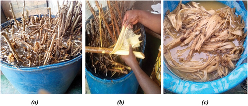 Figure 1. Extraction of sida rhombifolia fibers by cold water retting; (a) Dipping; (b) extraction (c) washing.