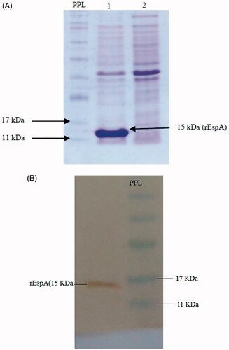 Figure 1. (A) Induction of EspA expression by IPTG. Lane 1: after and lane 2: before induction. PPL: Prestained protein ladder. (B) Western blot analysis using anti-His-tag antibody. PPL: Prestained protein ladder.