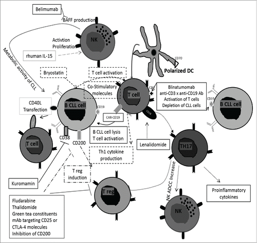 Figure 1. Immunotherapies based on regulatory B characteristics of B CLL cells. Several immunotherapies are based on the re-education of T cell activation. They are mediated by bryostatin with expression of co-stimulatory molecules and Th1 cytokine production, the T CAR targeting CD19 on B CLL cells, transfection of CD40L into B CLL cells, use of blinatumomab (anti-CD3xanti-CD19 bispecific Ab), polarized DC and lenalidomide leading Th17 expansion and production of pro-inflammatory cytokines. Other immunotherapies use the modulation of T regs. This could be realized by blockage of CD200 on B CLL cells and thalidomide, fludarabine, green tea constituents and mAb targeting CD25 or CTLA-4. Finally, stimulation of NK cells and increase of ADCC are realized by recombinant IL-15 and lenalidomide. NK cells can produce BAFF after binding of the anti-CD20 Ab rituximab to NK Fc receptor. A neutralizing anti-BAFF Ab, belimumab, prevents metabolism of CLL cells and restores efficacy of NK cells. Kuromamin, a CD38 inhibitor causes a decrease of CLL cells in the bone marrow and in the spleen but also, an increase in the peripheral blood. Ab, antibody; ADCC, antibody dependent cellular cytotoxicity; CAR, chimeric zntigen receptor T-cell therapy; CD40L, CD40 ligand; CLL, chronic lymphocytic leukemia; CTLA-4, (cytotoxic T-lymphocyte-associated protein 4); DC, dendritic cell; mAb, monoclonal antibody; NK, natural killer; Rhuman IL-15, recombinant IL-15; Th, T helper; T reg, regulatory T cells.