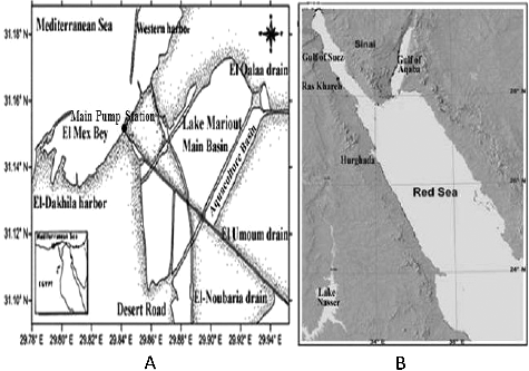 Figure 1. Map of sampling areas: Lake Mariout (A) and Red Sea (B).