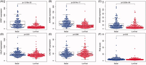 Figure 6. The expression level of five IAGs in different molecular subtypes of BC. STAT1, AHNAK, ANXA6 and CALR were highly expressed in the basal subtype (A–D). However, the expression of CACYBP was not associated with the molecular subtype of BC (E). Furthermore, BC patients with high risk scores may indicate the feature of a basal subtype (F).