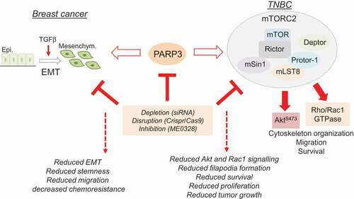 Figure 2. The oncogenic roles of PARP3 in breast cancer. In the context of TGFβ-driven EMT, PARP3 assists EMT properties, stemness, and chemoresistance. In the context of BRCA1-mutated TNBC, PARP3 supports mTORC2-mediated cell proliferation, cell survival, cytoskeleton-associated events, and tumor growth. The inhibition of PARP3 emerges as a leading therapeutic option to treat highly aggressive cancers.