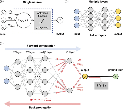 Figure 4. Schematic illustration of a neural network (NN). (a) A single neuron calculates a weighted sum of inputs and adds a bias term, followed by a nonlinear activation function. The output value is passed as an input to the next layer. (b) A fully-connected, multiple layered NN. When an NN is properly trained, it learns the generalized, nonlinear relationship between the input (blue nodes) and the output (yellow nodes). (c) Schematic of NN training. The gradient of the loss function L with respect to each weight and bias value is calculated using the backpropagation algorithm. The input data batch is passed forward and every partial derivative of the learnable parameters is calculated from back to front. The weights are updated by the gradient descent rule with a defined learning rate α iteratively. The weight wij represents the jth weight from the ith layer to the next.