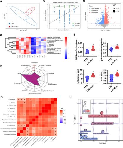 Figure 3 Effects of Dex on the metabolomics of LPS treated vascular endothelial cells. (A) Cell metabolites were significantly different between the LPS and Dex group by principal component analysis, n=6. (B) OPLS-DA permutation test to assess the favorable stability of the sample data. (C) Volcano plot of metabolomics of VECs. (D) Heatmap of differentially expressed metabolites affected by Dex and LPS. (E) The intensity of our concerned metabolites was detected by metabolomics mass spectrometry. (F) Radar chart analysis of differentially expressed metabolites for group Dex vs LPS. (G) Correlation analysis of metabolites for group Dex vs LPS. (H) Pathway analysis of differentially enriched metabolites affected by Dex and LPS. Each bubble represents a metabolic pathway. a: P<0.05 compared with the LPS group.