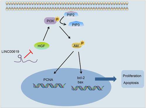 Figure 10. LncRNA LINC00619 downregulation of HGF inhibits proliferation, migration and invasion and increases apoptosis in osteosarcoma tumour cells via the PI3K-Akt pathway.
