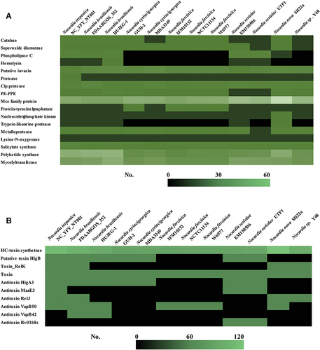 Figure 4 Comparisons of virulence-associated genes in Nocardia spp. (A) Putative virulence factors in different Nocardia spp.; (B) Toxin–antitoxin-related genes in different Nocardia spp.