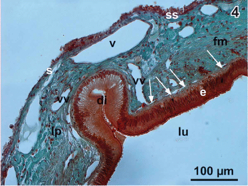 Figure 4. Histomorphology of the gallbladder wall. Light microscopy. Transverse section (10 µm; Goldner staining). Note the flat capillaries beneath the columnar epithelium (arrows) and a diverticulum (di) extending into the wall. e columnar epithelium, fm fibromuscular layer, lu lumen, lp lamina propria, s serosa, ss subserosa, v vein, vv venule.