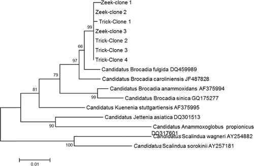 Figure 5. Phylogenetic tree showing relationships of tickling filter and Zeekoegaat enrichment cultures 16S rRNA gene clone to other anammox bacteria. The scale bar represents 1% sequence divergence.