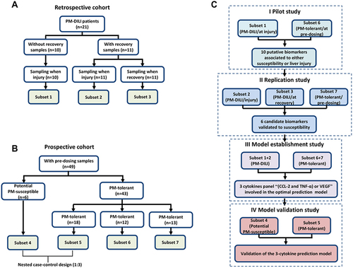 Figure 1 The cohorts and study design. (A) The retrospective cohort of PM-DILI and subsets (1–3) according to the sampling status. (B) Prospective cohort of patients who were administered PM and subsets (4–7) according to susceptibility. (C) Screening and validation strategies for susceptibility-related cytokine biomarkers of PM-DILI by comparing different subsets.
