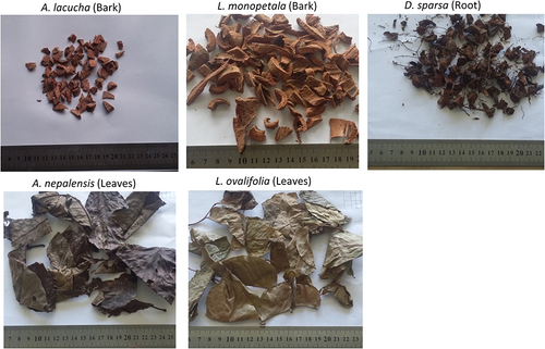 Figure 1 Photographs of the selected medicinal plants.