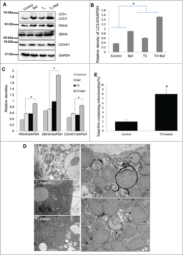 Figure 6. T3 increases mitophagy in primary hepatocytes. (A-C) Representative blots and densitometric analysis showing the levels of LC3-II and mitochondrial markers PDHA, SDHA, and COX4I1 with and without Baf (40 nM/8 h) in primary mouse hepatocytes treated with 100 nM T3 for 24 h (n = 3). Asterisk indicates P < 0.05 when indicated relative densities of proteins/GAPDH between T3+Baf/T3 is compared to that in Baf/control. (D) Electron micrograph of primary mouse hepatocytes treated with T3. EM of untreated control and T3-treated (100 nM/24 h) mouse hepatocytes showing increased mitophagy (denoted by arrows showing autophagosomes containing mitochondria) under T3 treatment. Scale bar =1 µm and in enlarged figures are 0.2 µm. (E) Bar graphs showing % of autophagosomes (AVs) containing mitochondria in control and T3-treated primary mouse hepatocytes based on EM micrograph images. Scoring was done by counting 10 to 15 different autophagic vesicles in 5 random fields per condition (n = 3, *p < 0.05).