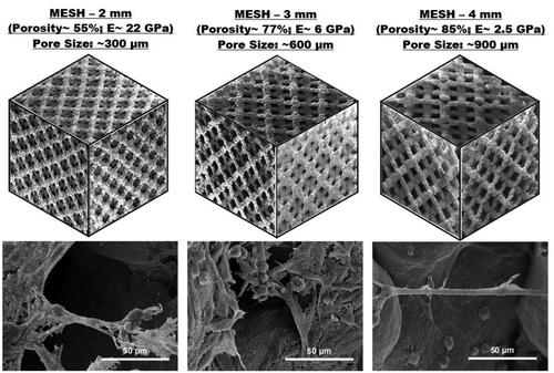 Figure 6. Scanning electron micrographs of Ti-6Al-4V cellular structures with different porosity fabricated by electron beam melting (EBM) and corresponding osteoblast function [adapted from references Citation36,Citation37].