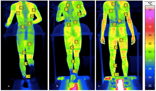Figure 1. Infrared cartographies of back view of lower and upper limbs (a: t = 0, b: t = 20, c: t = 45).