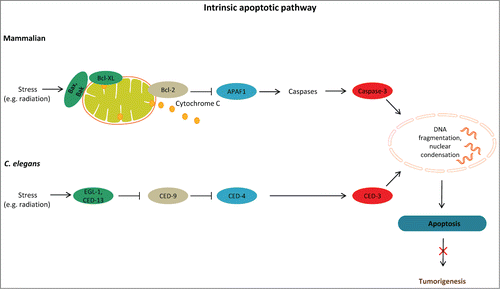 Figure 1. Apoptosis prevents tumorigenesis. Schematic representation of DNA damage-induced apoptosis that limits tumor growth in mammals and C. elegans. In mammals, activation of the proapoptotic proteins Bax and Bak under stress leads to release of cytochrome c. In turn, cytochrome c interacts with Apaf1, which initiates the activation of a caspase cascade. Defects in apoptosis promote tumorigenesis. In C. elegans, binding of EGL-1 to CED-9/CED-4 complex on the surface of mitochondria releases mitochondrial components allowing CED-4 to activate CED-3. CED-9, C. elegans homolog of antiapoptotic BCL-2; CED-4, C. elegans homolog of apoptotic protease activating factor 1 (APAF-1).