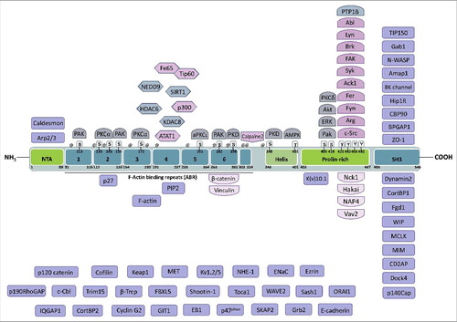 Figure 1. Domain structure of Cortactin and interacting partners. Cortactin is composed of an N-terminal acidic domain that allows the interaction with Arp2/3, followed by six and a half F-actin binding repeats of 32 amino acids that mediate binding to F-actin and can be acetylated on lysines or phosphorylated on serines. On its C-terminal part, Cortactin has a helical domain, a proline-rich domain that is extensively regulated by phosphorylation and whose tyrosines are targeted, among others, by Src-family kinases. Finally, Cortactin has an SH3 domain at its C-terminal end, which binds many different proteins mostly involved in the regulation of actin cytoskeleton dynamics, including N-WASP. The known binding partners of Cortactin are indicated close to the domain to which they bind to or target, when known, or in the lower part of the figure when unknown. Lysines targeted for acetylation are indicated by @ (amino acids 87, 124, 144, 161, 181, 198, 235, 272, 295, 304, 309, 346). The amino acid numbering refers to the mouse protein (NP_031829.2).