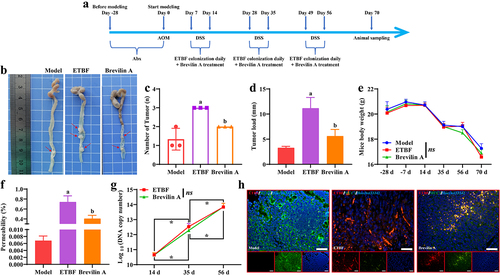 Figure 5. ETBF promotes the CRC development process and intestinal mucosal barrier injury in vivo. a: flowchart of the animal procedures in this study. b: a representative picture of the colorectum in general. The red arrow indicates the tumor on the colorectum. c: statistical analysis of the tumor number in each colorectum. d: the tumor load of each colorectal group. The tumor load was the sum of the diameters of all tumors. e: change curve of mice body weight during the whole animal procedure. f: intestinal permeability was obtained based on fluorescent yellow assay. g: copy number of ETBF DNA in the mice feces of each group was detected by qPCR. h: FISH combined with if staining was performed to observe the localization and fluorescence intensity of the ETBF probe and its co-localization with MUC2. Scale bar: 50 µm. Compared to the Model group, “a” represents p < 0.05; compared to the ETBF group, “b” represents p < 0.05; and ns represents no significant difference.