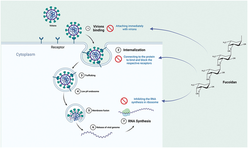 Figure 6. Proposed antiviral mechanisms of fucoidans.[Citation239,Citation240,Citation243–245] drawn by BioRender.