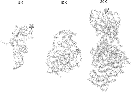 Figure 4 The three-dimensional models of the 5K, 10K and 20K PEG chains involved in our analysis. The connecting maleimide segment between the PEG and protein is shown in CPK type.