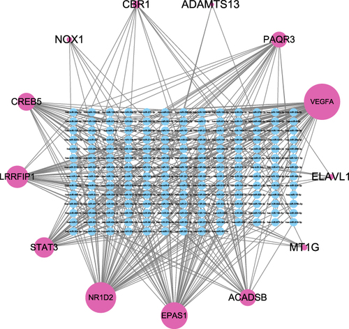 Figure 5 MiRNA-mRNA regulatory network of FR-DEGs. The network included 191 nodes (178 miRNAs and 13 genes) and 370 edges.
