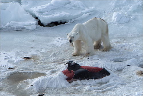 Fig. 1  A male polar bear on the carcass of a white-beaked dolphin, 23 April 2014. The bear has started to cover the remains with snow. Just to the left of the dolphin is a hole in the ice, assumed to be a breathing hole that dolphins trapped in the ice have kept open.