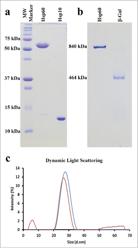 Figure 1. Recombinant Hsp60 Protein Purity and Size Determination. a) 15% SDS-Gel depicting the purity and monomeric sizes of recombinant Hsp60 and Hsp10 proteins. Hsp10 runs anomalously due to the presence of a His6 Tag. b) 5% Native-Gel showing the purity and oligomeric size of the APO-Hsp60 protein and β-galactosidase protein (Sigma). c) Dynamic Light Scattering (DLS) of APO-Hsp60 (blue curve), 22.11 nm (PDI = 0.209); β-galactosidase (red curve), 18.76 nm (PDI = 0.346).