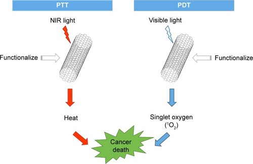 Figure 5 Processes of PTT and PDT using CNTs.Abbreviations: CNTs, carbon nanotubes; NIR, near infrared; PDT, photodynamic therapy; PTT, photothermal therapy.