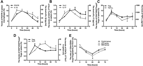 Figure 6 The changing trend of cytokines and Treg/Th17 cells matched with the pathogenesis process of ATP-activated P2X7R-regulated acute gouty arthritis. (A) The trends of P2X7R and IL-1β in ATP group. (B) The trends of CD4+IL-17+Th17 cells and IL-17 in ATP group. (C) The trends of CD4+CD25+Foxp3+Treg cells and TGF-β1 in ATP group. (D) The trends of CD4+CD25+Foxp3+Treg cells and CD4+IL-17+Th17 cells in ATP group. (E) The ratios of Treg/Th17 among ATP group, BBG group and Control group. * P<0.05, ATP group vs BBG group, # P<0.05, ATP group vs Control group.