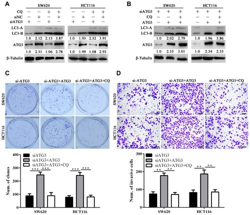 Figure 5 ATG3 promotes proliferation and invasion of colon cancer cells in an autophagy-dependent manner.Notes: (A) ATG3 knockdown inhibits autophagy indicated by less LC3B accumulation with or without CQ (50μM) addition. (B) Ectopic expression of ATG3 restores autophagy flux of colon cancer cells demonstrated by LC3B accumulation. (C and D) CQ (50μM) treatment antagonizes the promotive effects of ATG3 on proliferation and invasion of colon cancer cells indicated by plate clone formation and Transwell assays. **Stands for P < 0.01; ***Stands for P < 0.001.