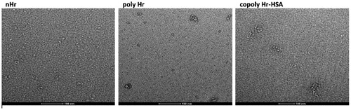 Figure 10. TEM images of the nHr, polyHr, and copolyHr in MOPS (7.4) solution.