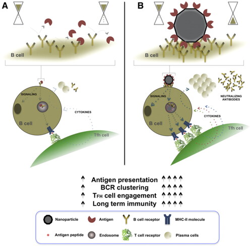 Figure 7. Self-assembled protein nanoparticles in vaccine delivery.Note: Nanoparticle vaccines with self-assembled proteins facilitate potent generation and long-lived immuno-protection in germinal centers. These nanoparticles, loaded with the desired antigen, are designed to present multiple copies of the pathogen epitope in a highly ordered manner on the surface of the self-assembled nanoparticle.