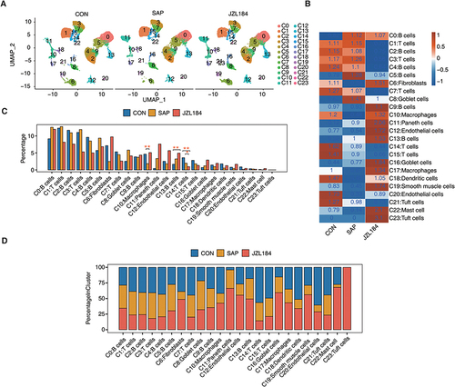 Figure 2 Changes of cell heterogeneity in intestinal tissues during intestinal injury and repair of rats with severe acute pancreatitis. (A) UMAP plot of composite single-cell transcriptomic profiles from all samples from JZL184 and CON and SAP. Colors indicate cell clusters. (B) Tissue prevalence of cell clusters estimated by Ro/e score. (C) Bar plot comparing the proportions of cell populations of cell clusters within each sample group. The speckle R package calculated the P-value (version: 0.0.3). *P ≤ 0.05, **≤ 0.01. (D) Stacked bar plot showing the relative proportions of cell populations from JZL184, CON, and SAP in each cell type.