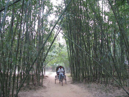 Figure 7. A village bamboo grove (Photo credit: Sharif A. Mukul).