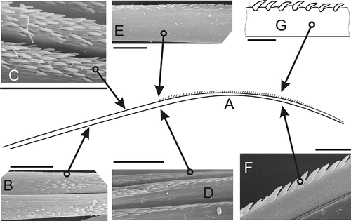 Figure 2. Serrate chaeta. A, sketch of general view (N. kersivalensis); B, start of small scattered spines (N. hombergii); C, irregular rows of spines (N. kersivalensis); D,E, small spines transitioning into single lateral row of large spines (N. hombergii); F, lateral row of large spines (N. hombergii); G, same (N. hysticis). Scale bars: all 10 μm. A and G drawn using LM, others SEM.