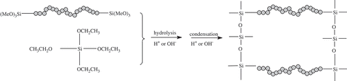 Scheme 2. Schematic diagram of interaction of TEOS with bridged monomer.