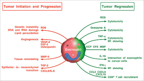 Figure 4. Possible mechanisms by which eosinophils and their mediators play a protumorigenic or an antitumorigenic role. Eosinophils in TME can promote tumor initiation and progression through the release of ROS, angiogenic factors, metalloproteinase-9, and the induction of epithelial-to-mesenchymal transition. Eosinophils can exhibit antitumor activity through direct tumor cell cytotoxicity mediated by ROS, granzyme, TNF-α, eosinophil cationic proteins (ECP, EPX, MBP), and IL-18. IFN-γ produced by eosinophils favors M1 polarization of TAMs. Eosinophils can also exert antitumor activity indirectly through the attraction of CD8+ T cells via the production of CCL5, CXCL9, and CXCL10.