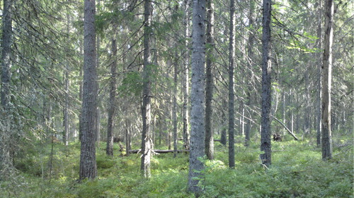 Figure 5. Spruce forest.