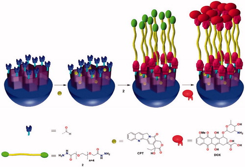 Figure 2. Preparation of the DDS.