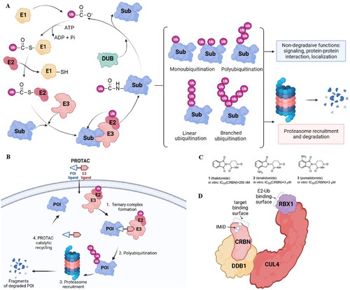 Figure 1. The ubiquitin-proteasome system is the basis for PROTACs’ mechanism (created in BioRender.com). Ubiquitination catalyzed by E1, E2, and E3 enzymes and deubiquitination by deubiquitination enzymes (DUBs). The proteasome breaks down the proteins that have been tagged with ubiquitin by specific enzymes (A); a POI ligand, an E3 ligand, and a linker are present in PROTAC. Inducing polyubiquitination and proteasome-mediated degradation of POIs is the function of the E3-PROTAC-POI ternary complex (B); chemical structures of immunomodulatory drugs approved by FDA (C) immunomodulatory drugs bind CRBN, a part of CUL4-RBX1-DDB1-CRBN complex (D).