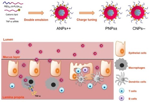 Figure 7 Schematic illustration of the tenable surface charge nanoparticles for anti-TNF-α siRNA oral delivery for treating ulcerative colitis. Reprinted with permission from Springer Nature: Nano Res, Surface charge tunable nanoparticles for TNF-α siRNA oral delivery for treating ulcerative colitis, Iqbal S, Du X, Wang J, Li H, Yuan Y, Wang J. Copyright 2017.Citation175Abbreviation: TNF, tumor necrosis factor.
