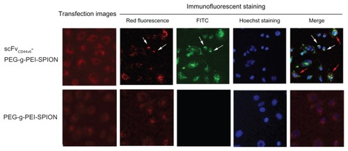 Figure 4 Fluorescence imaging and immunofluorescent staining experiments following siNC-Cy3 transfection. Fluorescence images of SGC-7901 cells transfected with siNCCy3 by scFvCD44v6-PEG-g-PEI-SPION and PEG-g-PEI-SPION at an N/P ratio of 15 were investigated under a fluorescence microscope. As shown in the transfection images, red fluorescence was shown in both groups, but was stronger in the scFvCD44v6-PEG-g-PEI-SPION. After immunofluorescent staining, the red fluorescence of siNC-Cy3 was markedly quenched. Green fluorescence from the fluorescein isothiocyanate-conjugated mouse monoclonal antibody only appeared in the scFvCD44v6-PEG-g-PEI-SPION group, indicating that scFvCD44v6 had successfully attached to PEG-g-PEI-SPION. The merged picture demonstrates that some of the scFvCD44v6-PEG-g-PEI-SPION/siRNA complexes dissociated (red arrows) and some still assembled (white arrows) inside cells.Abbreviations: PEG, polyethylene glycol; PEI, polyethyleneimine; SPION, superparamagnetic iron oxide nanoparticles; scFvCD44v6, cancer-associated CD44v6 single-chain variable fragment; SiRNA, small interfering RNA.