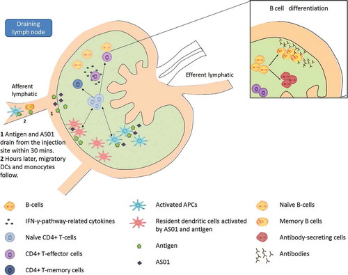 Figure 4. Immune responses following vaccination with AS01-adjuvanted vaccine in the draining lymph node. Some early immunological events occurring at the injection site contribute to the immune response in the draining lymph node. Those include (i) the rapid drainage of some antigen and adjuvant within 30 minutes after vaccination and (ii) hours later, the migration, among other innate cells, of dendritic cells recruited from the injection site. While migrating to the draining lymph node, those dendritic cells breakdown/ present antigens and mature into efficient antigen presenting cells. In the draining lymph node, AS01 and antigen may activate resident dendritic cells. Those latter forms, with dendritic cells coming from the injection site form, a broad population of highly activated dendritic cells efficient at activating T cells. Activated T cells differentiate into effector populations and at a later stage into memory cells, meant to persist in our body to provide long term protection. Cytokines secreted by effector CD4 positive T cells stimulate antigen-specific B cells to divide into antibody-secreting cells and memory B cells. Ultimately, those memory and effector T or B cells, as well as antibodies, will leave the lymph node and enter the bloodstream.