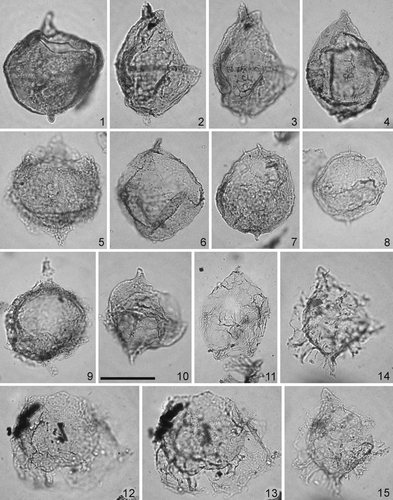 Plate 3. Scale bar in figure 10 represents 40 μm for all specimens. The photomicrographs were all taken using plain transmitted light. Figure 1. Carpatella cornuta Grigorovich 1969. Sample OH 16, slide 1, EF L53/4. Specimen in dorsal view, high focus on the wall structure, precingular archeopyle and apical and antapical horns. Figures 2, 3. Carpatella septata Willumsen Citation2004. Sample OH 1, sample 1, EF E27/1. Specimen in left lateral view, 2 – focus on the apical and antapical horns, 3 – high focus on the reticulum and septa. Figure 4. Carpatella? sp. cf. Cribroperidinium sp. A of Brinkhuis & Schiøler 1996. Sample OH 1, slide 1, EF O55/4. Specimen in left dorsolateral view, low focus on the archeopyle and wall structure. Figure 5. Kenleyia lophophora Cookson & Eisenack 1965. Sample OH 14, slide 1, EF G47. Specimen in dorsal view, high focus on the wall structure, archeopyle, cingulum and antapical horn. Figure 6. Cribroperidinium cooksoniae Norvick 1976. Sample OH 19, slide 2, EF V33/3. Specimen in left dorsolateral view, high focus. Figures 7, 8. Kenleyia? sp. A. 7 – sample OH 14, slide 1, EF F35/1. Specimen in dorsal view, high focus on the precingular archeopyle, reticulate wall and apical and antapical horns. 8 – sample OH 14, slide 1, EF X38/4. Specimen in left dorsolateral view, high focus showing the precingular archeopyle with a displaced operculum. Figure 9. Kenleyia leptocerata Cookson & Eisenack 1965. Sample OH 17, slide 1, EF E46. Specimen in dorsal view, high focus showing the precingular archeopyle, and apical and antapical horns. Figure 10. Kenleyia pachycerata Cookson & Eisenack 1965. Sample OH 12, slide 1, EF U49/1. Specimen in left lateral view, high focus. Figure 11. Phelodinium elongatum sp.nov. Sample OH 2, slide 1, EF O44/2. Figures 12, 13. Riculacysta sp. of Soncini & Rauscher Citation1988. Sample OH 17, slide 2, EF F58/2. Specimen in dorsal view, 12 – high focus showing the wall structure and acuminate processes on the ectophragm, 13 – low focus on the apical archeopyle. Figures 14, 15. Lanternosphaeridium reinhardtii? Habib in Moshkovitz & Habib Citation1993. OH 12, slide 1, EF E48. Specimen in left lateral view, 14 – high focus, 15 – low focus.