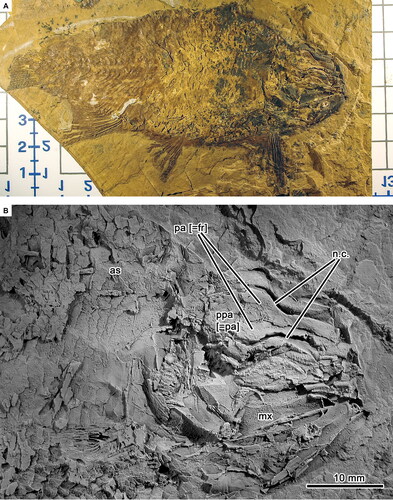 Fig. 1. Aphnelepis australis (AM F117884, holotype). A, Lateral view of original specimen with large pectoral fin. B, Head enlarged and whitened with ammonium chloride to show the dorsal view of skull roof. Grid divisions = 10 mm.