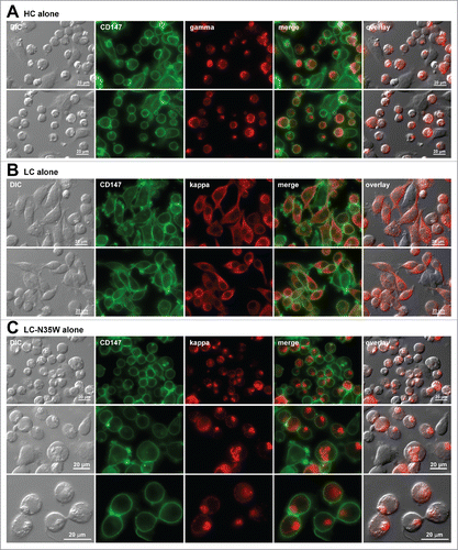 Figure 3. Russell body-inducing propensities of individual subunit chains. Fluorescent micrographs of HEK293 cells transfected with the (A) HC construct alone, (B) LC construct alone, or (C) N35W variant LC construct alone, under steady-state cell growth conditions. On day-2 post transfection, suspension cultured cells were seeded onto poly-lysine coated glass coverslips and statically cultured for 24 hr. On day-3, cells were fixed, permeabilized, and co-stained with anti-CD147 and anti-gamma chain (A). In panels B and C, cells were co-stained with anti-CD147 and anti-kappa chain. Endogenous CD147 was stained to highlight cell shapes. Green and red image fields were superimposed to create ‘merge’ views. DIC and ‘red’ were superimposed to generate ‘overlay’ views.