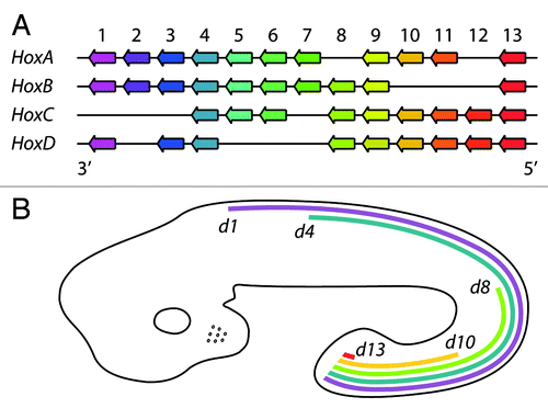 Figure 1. A simplified scheme of the cluster organization and embryonic expression patterns of mammalian Hox genes, exemplified by murine ones. (A) The Hox genes are organized in four clusters, HoxA-D, located on different chromosomes (adapted from ref. Citation16). Paralogous genes are shown in the same color. (B) The mRNA expression patterns of representative HoxD genes along the anterior–posterior axis of the developing mouse embryo. None of the HoxD genes is expressed in forebrain. Source: EMAGE gene expression database.Citation17