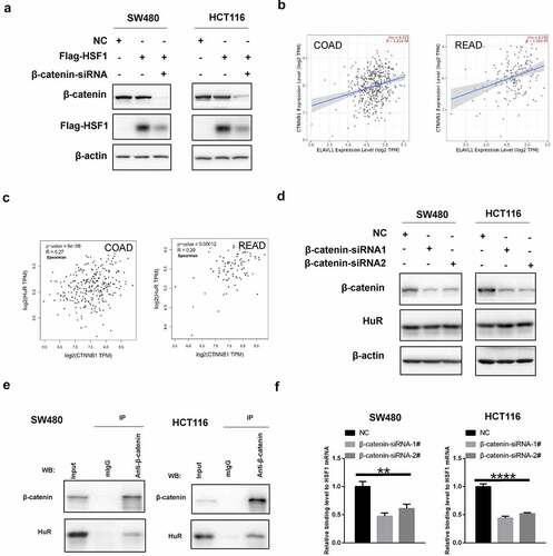 Figure 9. β-Catenin co-operated with HuR to promoted the translation of HSF1. (a) The effect of β-catenin knockdown on exogenous HSF1 with CDS region. (b and c) The correlation between β-catenin and HuR expression in CRC via TIMER2 and GEPIA2 database. (d) The effect of β-catenin knockdown on HuR protein expression. (e) The interaction between β-catenin and HuR via co-immunoprecipitation (CO-IP) experiment. (f) The binding levels of HuR to HSF1 mRNA by RIP assay before and after β-catenin knockdown.