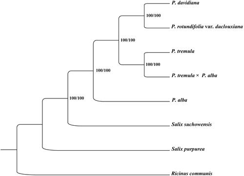 Figure 1. Phylogenetic relationships among seven complete mitochondrial genomes of Salicaceae. Bootstrap support values are given at the nodes. Mitochondrial genome accession number used in this phylogeny analysis: P. davidiana: KY216145; P. rotundifolia var. duclouxiana: MW566588; P. tremula: KT337313; P. tremula×alba: KT429213; P. alba: MK034705; Salix suchowensis: KU056812; Salix purpurea: KU198635; Ricinus communis: HQ874649.